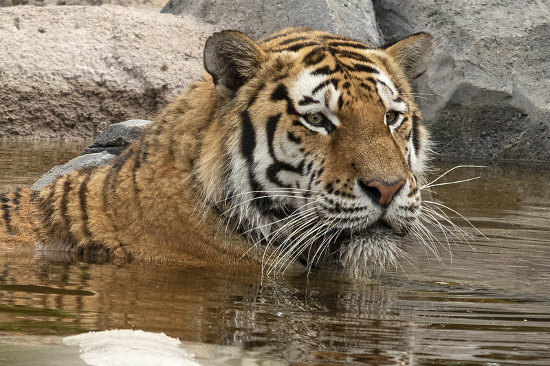 Tiger in pond.jpg