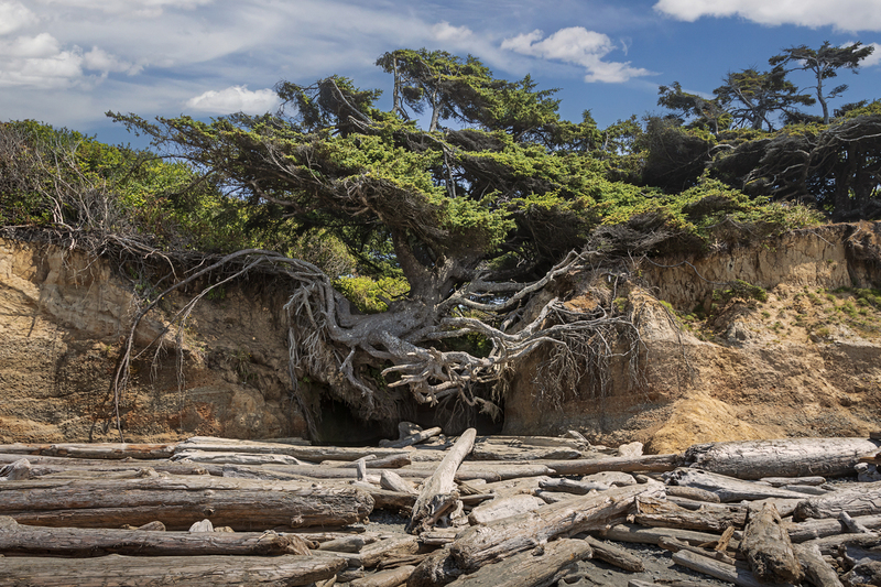 Tree of Life_Ruby Beach_Olympic NP.jpg