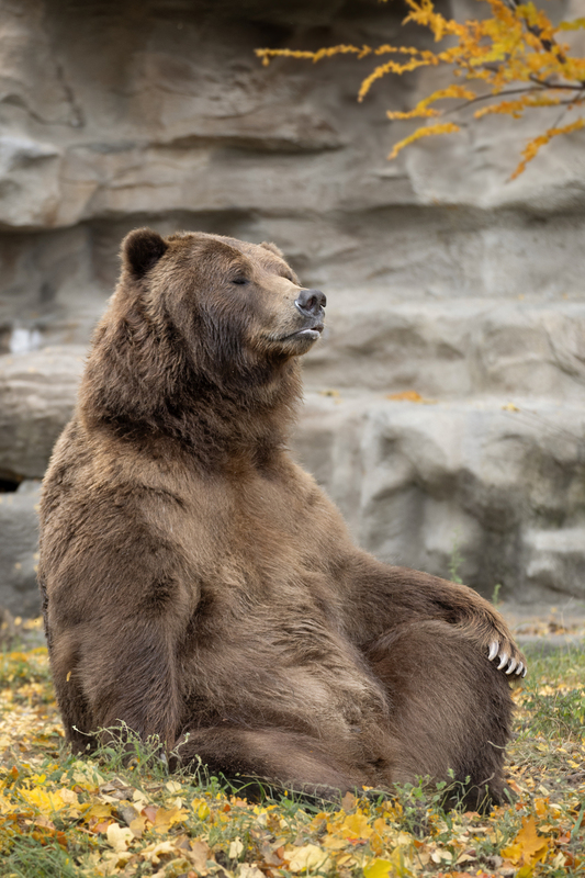 Zen Bear.jpg