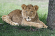 Cub.jpg