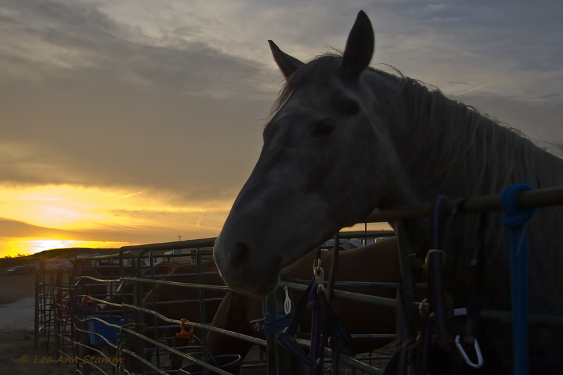 A New Day FINAL.jpg :: Dawn before the Dream Ride in the Flint Hills, Clements, Kansas, USA, North AmericaDream Ride in the Flint Hills, Clements, Kansas, September 28-30.  Sponsored by Purina (Earnie Rodina,  hosted by Flying W Ranch, organized by Suzan Barnes of the Grand Central Hotel in Cottonwood Falls, Kansas.