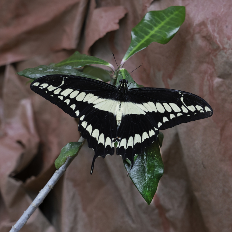 Banded Swallowtail FINAL.jpg :: The male Banded Swallowtail is common in Singapore.  Adults live in nature reserves, wastlands, mangrove habitats and in offshore islands like Pulau Ubin and Pulau Tekong.