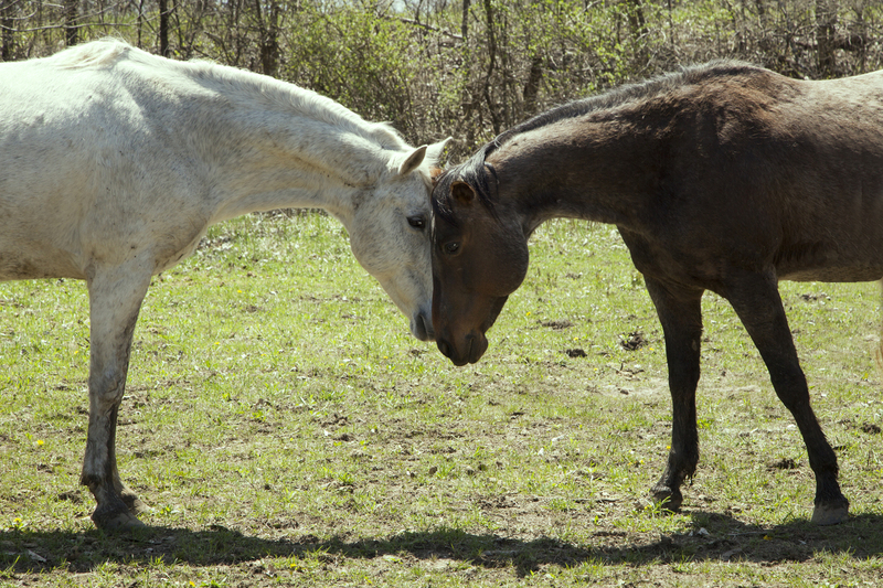 Beau and Bailey FINAL.jpg :: First meeting of Beau and Bailey.  Beau owned by Tim and Lee Ann Stamm and Bailey by Kelly and Laura Kerns.  Taken at Heritage Hills in Kingsville, Mo.