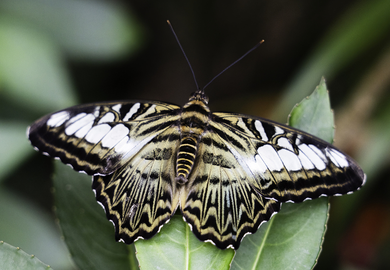 Blue Clipper Butterfly FINAL.jpg :: The Blue Clipper Butterfly can have either blue or brown highlights.  They are found in south and southeast Asia, mostly in forested areas.  They are fast-flying and have a habit of quickly flapping its wings then gliding.