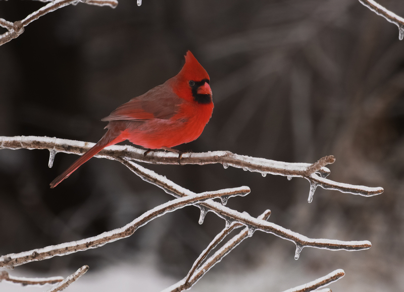 Cardinal in Winter FINAL.jpg :: Cardinal sits on icy branch in winter