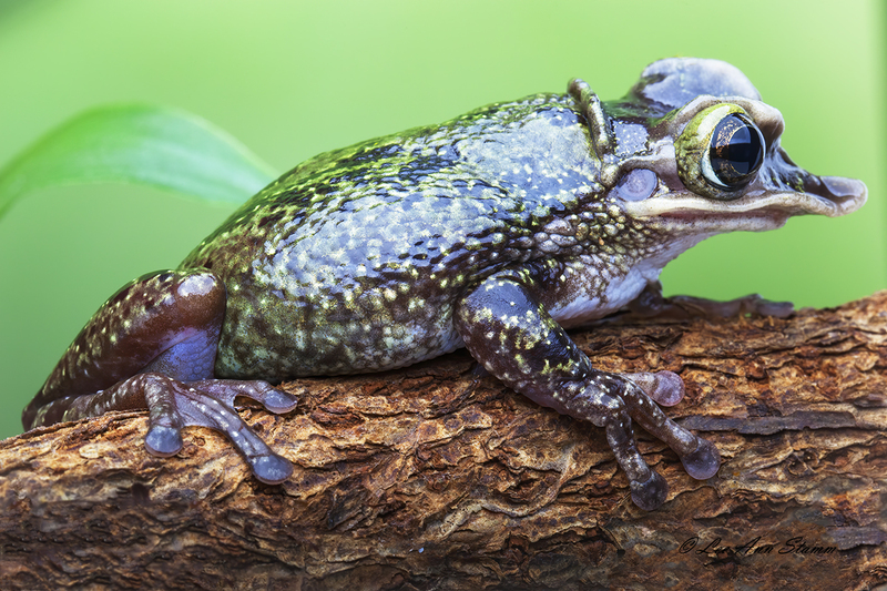 Casque Headed Tree Frog.jpg :: Casque Headed Tree Frog  (Triprion petasatus) -  This species is  found in Mexico south through Guatemala.  Casque is another name for helmet.  Unusual about this frog is that the skin is completely attached (co-ossified) to the skull, which has a large, expanded, upturned pre-nasal bone and expanded maxillaries.  The lips are broad with a serrate edge.  Its head is also referred to as duck-billed or shovel-headed.  This head acts as a shield which blocks the entrance of their burrow during periods of inactivity.  Their call ironically is a nasal duck-like quacking.  Their natural habitats are subtropical or tropical dry forests and freshwater marshes.  They are aestivate, which means they hibernate during the summer.       Taken at Patrick Nabors, Rainforest Jewels, Overland Park, Ks