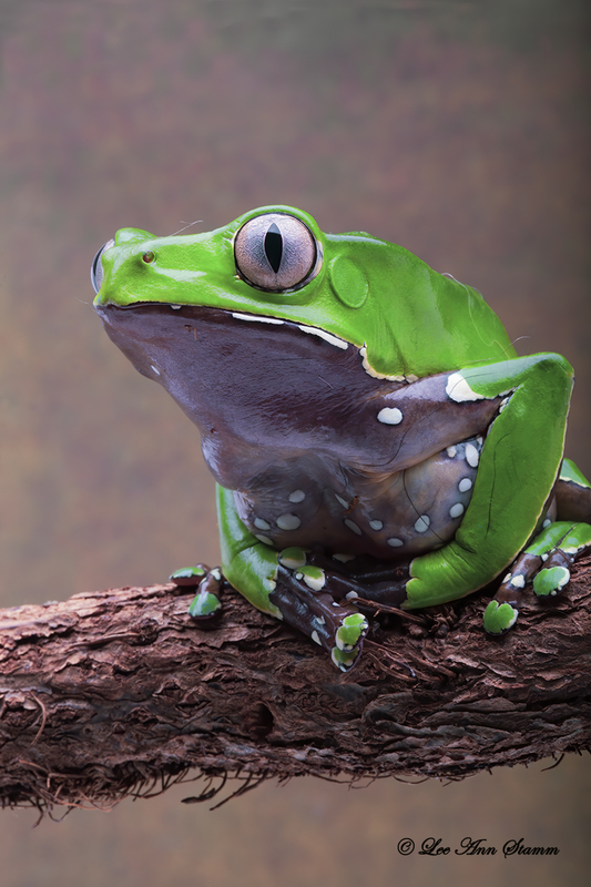 Giant Monkey Tree Frog.jpg :: Giant Monkey Tree Frog (Phyllomedusa bicolor) -  The genus name reflects that this is a leaf frog, which looks like a leaf when it sleeps among foliage.  It is native to the Amazon rain forest basin of Brazil, Colombia, Peru and the Guianas.  The skin is a lime-green color dorsally and off-white on the belly.  Its eyes are silver with a vertical pupil slit.  An unusual feature is its long-fingered, human-like hands with a lime-green spot on each finger.  These fingers allow them to grasp objects with their hands and feet letting them climb like monkeys instead of jumping. Living high in the trees, it secretes a waxy substance over its skin to prevent dehydration.  The species is in danger and sought after because the waxy secretion was thought to have curative properties for cancer and Aids.  It is also a hallucinogen used for generations by native people.         Taken at Patrick Nabors, Rainforest Jewels,  Overland Park, Ks