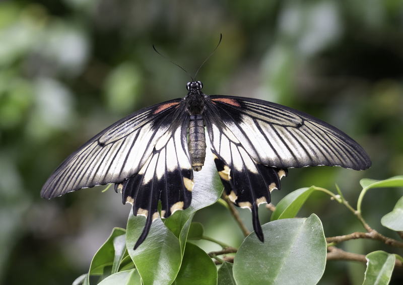 Great Mormon Butterfly FINAL.jpg :: The Great Mormon Butterfly is large and native to southern Asia.  It is widely distributed and has thirteen different subspecies.  This is a female butterfly.