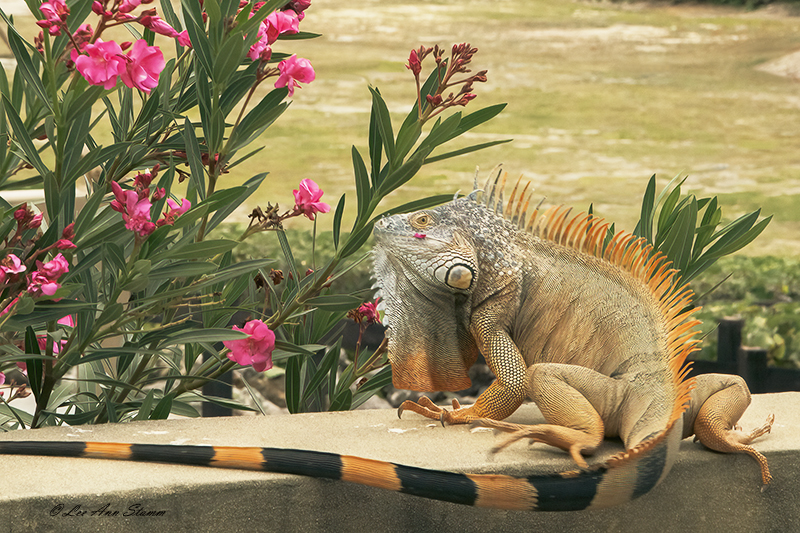 Green Iguana with Pink Blossom on Its Cheek FINAL 800.jpg :: Taken on Grand Camen Island.  The iquana is a reptile that lives primarily in Mexico, Central and South America and the Caribbean.  They are a type of lizard that has a parietal eye allowing them to detect motion and changes in light.  Their scales can be a variety of colors and grow up to 5-6 feet long.  Their lifespan  is around 20 years.  Although called a Green Iquana, they come in colors from pink to black.  Colors are determined by the environment in which they live.