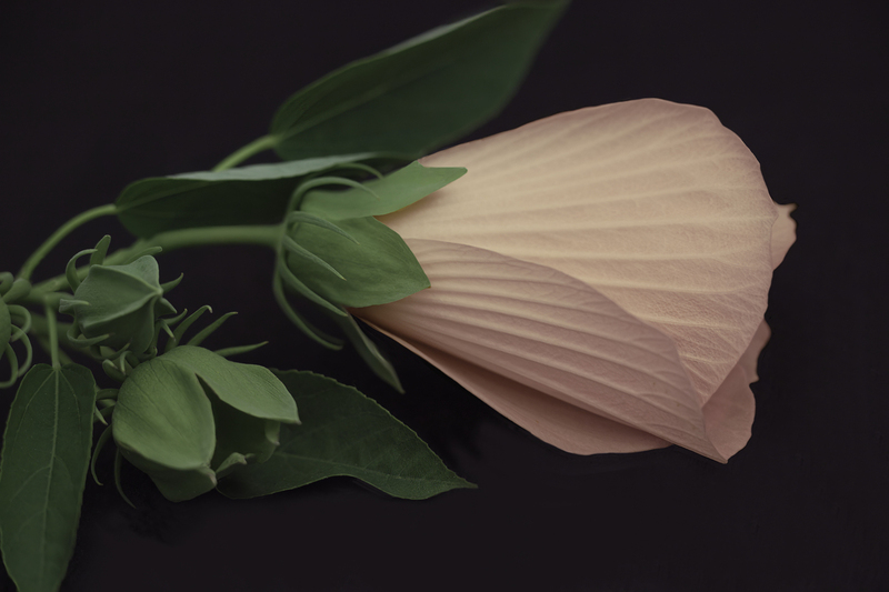 Hibiscus with Buds FINAL 2nd Version.jpg :: Hibiscus flowers are large, trumpet-shaped blossoms with five or more petals. They have a long growing season and attract butterflies and hummingbirds.