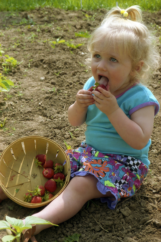 Little Girl Picks and Eats Strawberries.jpg :: Little Girl Picks and Eats Strawberries