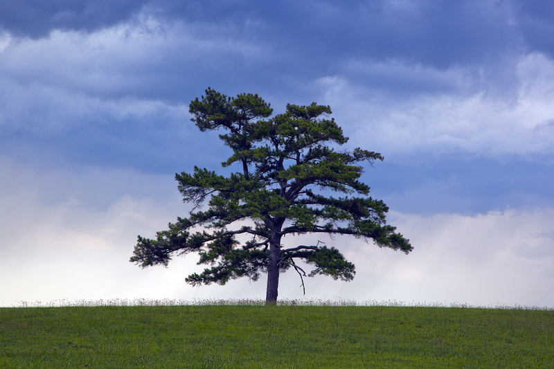 Lone Pine FINAL.jpg :: This lone pine stands in Caulfield, Missouri, USA at the Cloud 9 RV  Ranch.