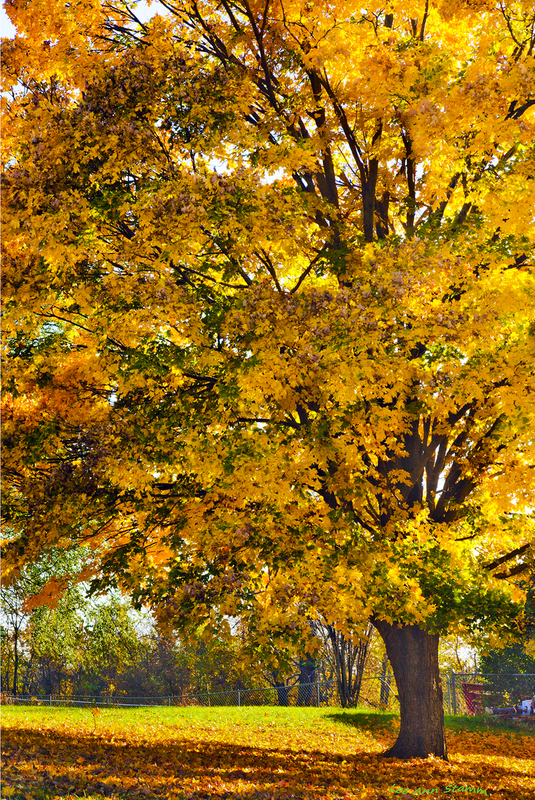 Maple Tree Splendor FINAL.jpg :: Majestic maple tree at the corner of 5ooth Rd and County Line Road, Kingsville, Missouri