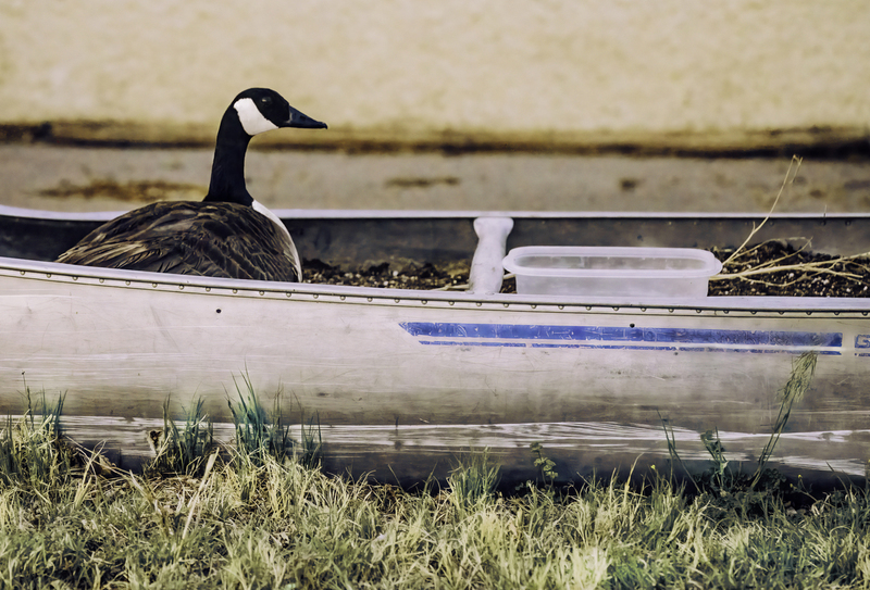 Mother Goose FINAL .jpg :: This Canadian goose has made her nest in an old canoe.  She is given water by the caretaker of a store at Scott Kansas State Park, Oakley. Missouri.