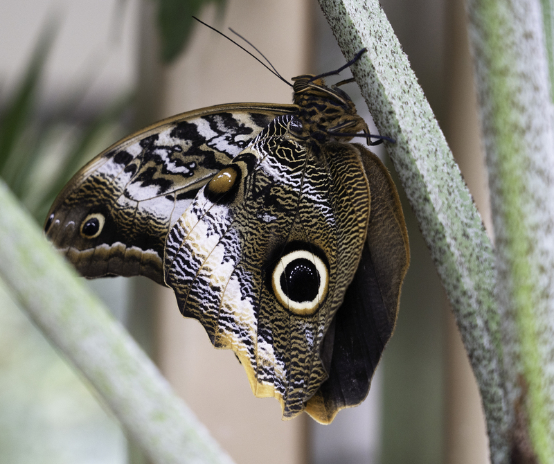 Owl Butterfly FINAL.jpg :: Owl Butterflies got their names from huge eyespots that resembles owl eyes.  A very large species, wingspans can reach up to 8 inches. They are so heavy, they can only fly a few yards at a time.  They are found in the rainforests and secondary forests of Mexico, Central, and South America.
