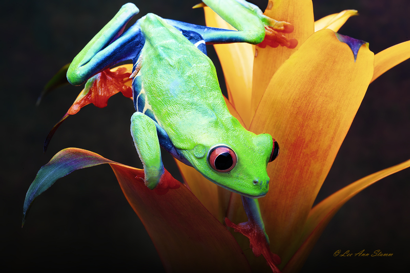 Red Eyed Tree Frog.jpg :: Red Eyed Tree Frog  (Agalychnis callidryas) -  A. callidryas, comes from Greek words kalos (beautiful) and dryas (a tree or wood nymph).    They are found in tropical lowlands from southern Mexico, throughout Central America, and in northern South America.  They protect themselves through startle coloration, which is when they flash huge bulging eyes and reveal huge webbed orange feet and bright blue and yellow flanks.  Their bodies are a neon green, and they are nocturnal, non-poisonous carnivores.        Taken at Patrick Nabors, Rainforest Jewels,, Overland Park, Ks