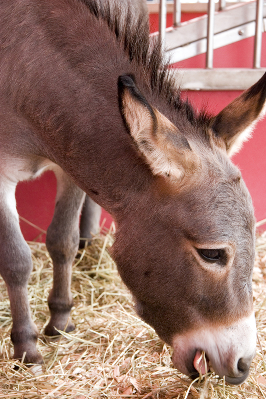 Sicilian Donkey Enjoying His Hay FINAL.jpg :: This Sicilian Donkey eating hay was at the Missouri State Fair in Sedalia, Missouri with the Budweiser Clydesdales.  He serves as their mascot.