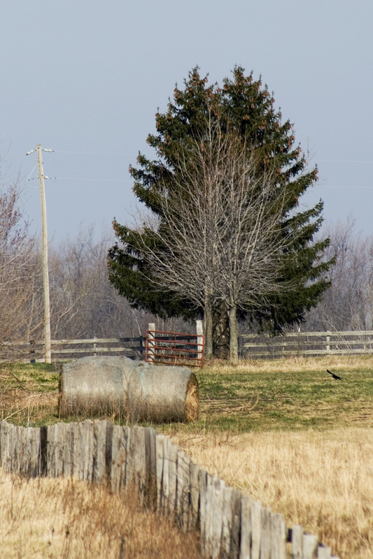SkeletonTreeFINAL.jpg :: These hardwood trees superimpose themselves upon a large evergreen.  The effect looks like the skeleton of the larger evergreen tree.  Captured in the moment, the hardwood trees are now larger and the current view has lost the effect. The fence row, hay bales and flying crow give the site a feeling of country serenity.