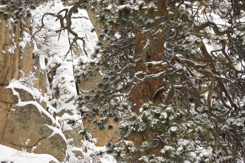 Tree Rock Snow (Earth)  FINAL.jpg :: Tree, Rock, Snow (Earth)  in Rocky Mountains in Estes Park, Co., USA, North America
