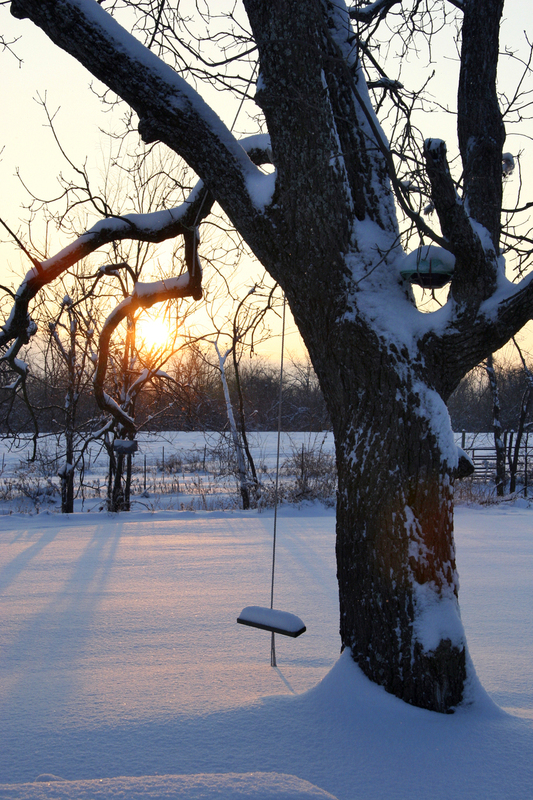Tree Swing at Dawn Vertical FINAL.jpg :: Tree Swing at Dawn with Snow and Walnut Tree in Kingsville, Mo., USA, North America