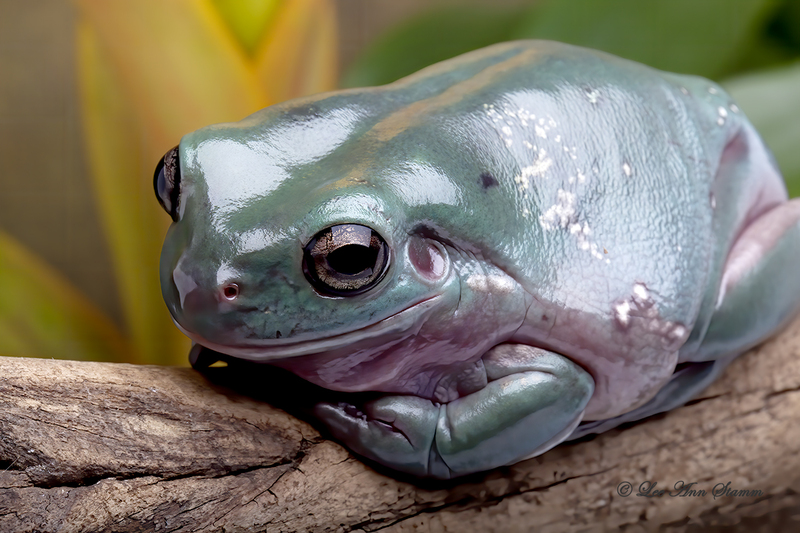 Whites Tree Frog .jpg :: White's Tree Frog  (Litoria caerulea) -   It is found primarily in Australia.  Their color range is from a light blue to emerald green or almost gray on their backs and a milky white belly.  Their toe pads are large with webbing.  The eye pupil is horizontal giving it a sleepy appearance.  It prefers moist, forested areas, but can adjust to drier situations by secreting a milky substance called caerviein in which they cover their body in a cocoon to prevent moisture loss.  When threatened, it emits an ear-piercing distress call.  It is carnivorous.  Taken at Patrick Nabors, Rainforest Jewels, Overland Park, Ks