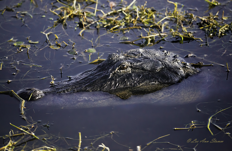 Alligator Headshot.jpg :: Alligator swimming close to shore of Lake Apopka & North Shore Restoration Area Drive in Montverde, Florida.  The alligators are found from North Carolina to Texas.  They live around slow-moving rivers, lakes, ponds, and swamps.