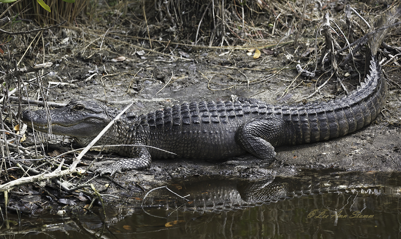 American Alligator Full Size.jpg :: Full-sized alligator spotted sunning himself at the Merritt Island Refuge, Titusville, Florida.  They are found from North 
Carolina to Texas.  They live around slow-moving rivers, lakes, ponds, and swamps.