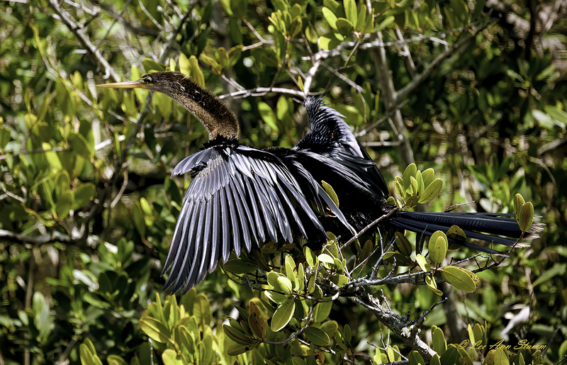 Anhinga.jpg :: This Anhinga was seen in the Merritt Island National Wildlife Refuge, in Florida.  This water bird does not have waterproofing oil glands for its wings.  It is often seen sitting in foliage with its wings spread wide to dry.  Another unusual fact is that it spears its underwater fish.  Often its thrust is so fast and deep, it has to come to shore to pry the fish off its beak.  Sometimes called the snakebird because of its long neck; the water turkey due to its long tail; the flying cross due to its shape when flying.  It's a year-round resident of Florida, and is also found from coastal sections of South Carolina westward to Texas and Mexico, and even south to Argentina.