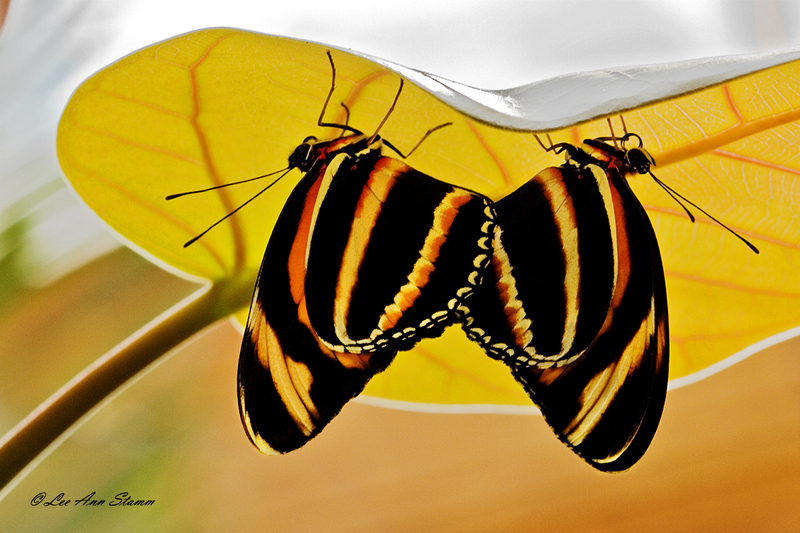 Banded Orange Longwing Butterfly.jpg :: Butterfly Exhibit at Powell Gardens, 1609 NW US Highway 50, Kingsville, Missouri, USA, August 16, 2007.Banded Orange Longwing (Dryadula phaetusa)Butterfly Gardens, Calgary Zoohttp://www.pbase.com/turnstyle/butterflieshttp://www.cafepress.com/butterflycards/319446http://www.westford.com/fingerhut/Butterfiles.htm