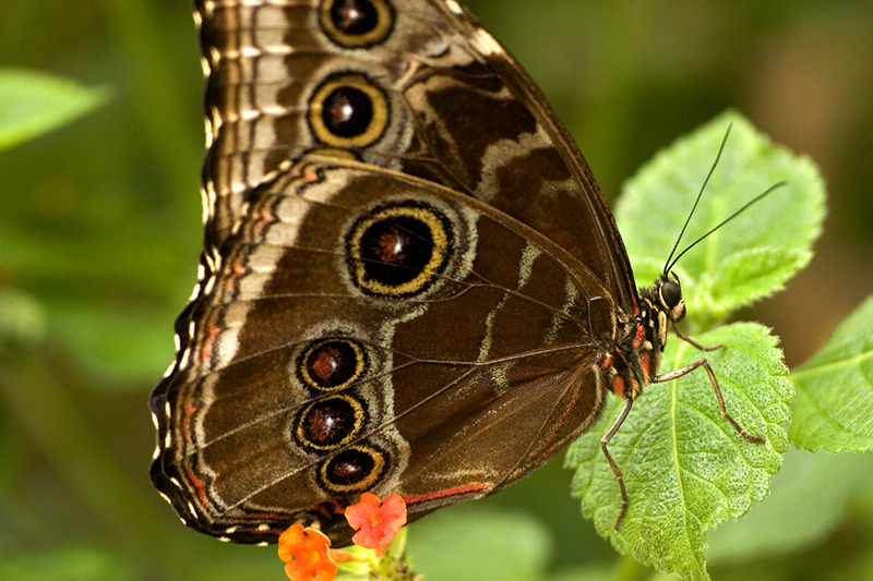 Blue Morpho Butterfly with Wings Closed.jpg :: Butterfly Exhibit at Powell Gardens, 1609 NW US Highway 50, Kingsville, Missouri, USA, August 16, 2007.Blue Morpho Butterfly (Morpho peleides) #3http://www.rainforest-alliance.org/resources/forest-facts/species-profiles/morpho_butterfly.htmlhttp://en.wikipedia.org/wiki/Morpho_peleideshttp://www.elbosquenuevo.org/butterflies/pictures/morpho-peleides-limpida.php