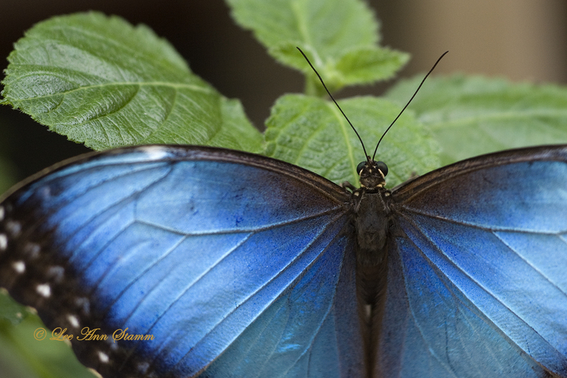 Blue Morpho Butterfly.jpg :: The Blue Morpho is one of the largest butterflies in the world.  It is primarily found in the rainforests of South and Central America and parts of North America.  The brilliant blue seen is a reflection of light off pyramid-shaped scales.  The butterfly is actually not blue.  The other side of its wings are a dull brown with eyespots.  This image reminds me of the Goddess.