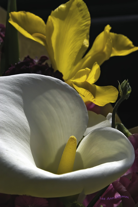 Calla Lily With Yellow Iris.jpg :: Calla Lily and Iris from a bouquet purchased at Pike's Place Market in Seattle, Washington, USA
