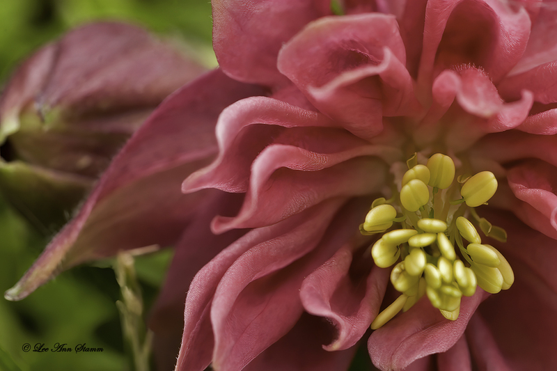 Columbine Face Center.jpg :: Columbine Multi-Layered Head Down Pink Flower in Kingsville, Mo., USA, North America