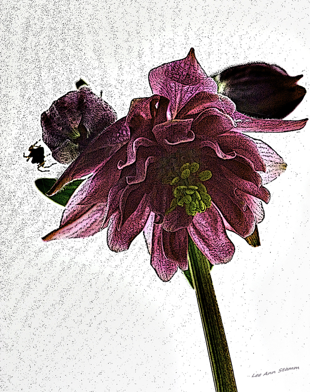 Columbine with Spider.jpg :: Columbine Multi-Layered Head Down Pink Flower in Kingsville, Mo., USA, North America