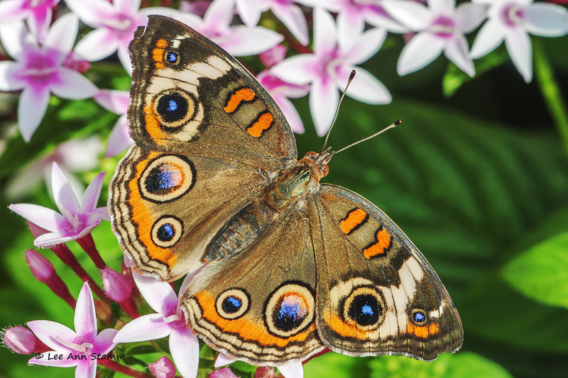 Common Buckeye Butterfly.jpg :: The Common Buckeye is a medium sized butterfly with four eye-like spots on each side.  Adults migrate to Florida to spend the winter.  One female will produce multiple generations each year.  They prefer isolated meadows and low vegetation.