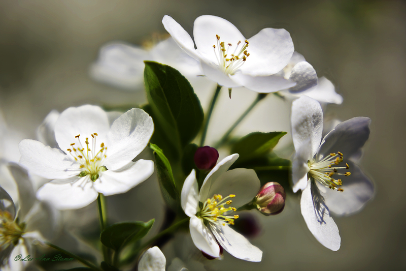 Crabapple Blossoms.jpg :: Crabapple Blossoms 73 in Kingsville, Mo, USA