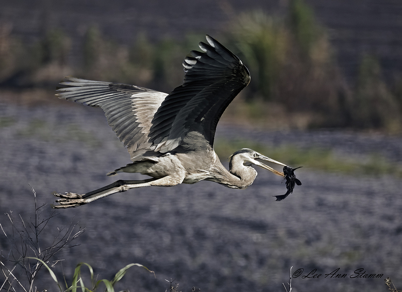 Great Blue Heron - Flying.jpg :: Great Blue Heron seen at Lake Apopka & North Shore Restoration Area just 15 miles northwest of Orlando, Florida.  Shot captured with the catch of the day.