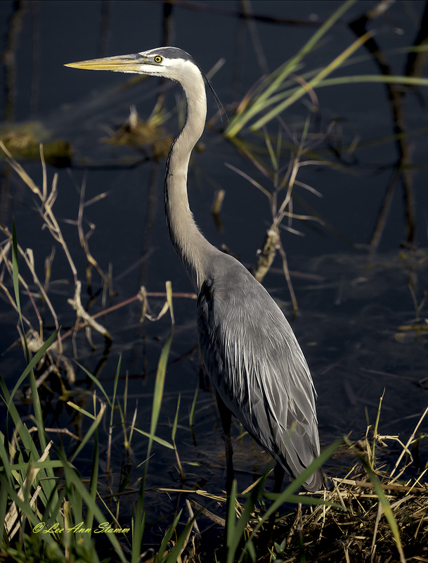 Great Blue Heron - Standing.jpg :: Great Blue Heron seen at Lake Apopka & North Shore Restoration Area just 15 miles northwest of Orlando, Florida.  These birds patiently wait for prey either by standing still or wading slowly in the water.