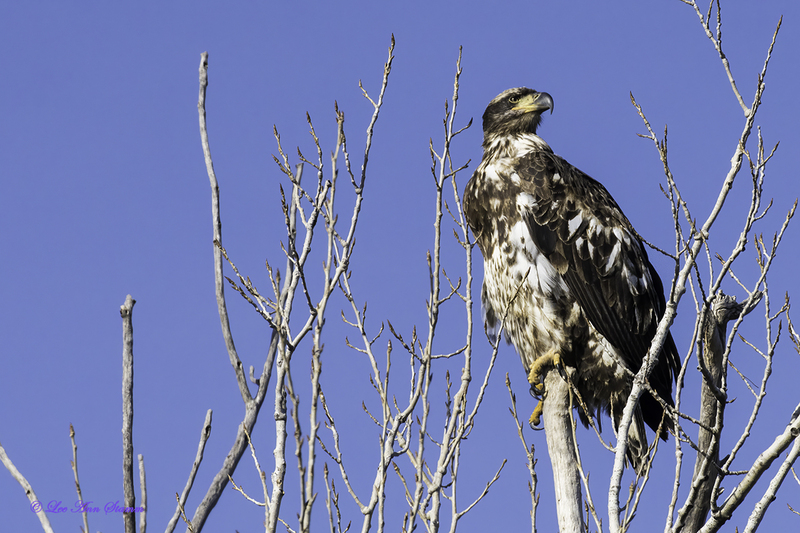Juvenile Bald Eagle.jpg :: Bald eagles are elegant and are America's national symbol.  They are unique to North America and are seabirds that nest within a couple miles of a water source..  They have a distinguishing white head, yellow eyes, beak and feather-bare talons.  Juveniles are similar to the Golden Eagle who has feathered talons.  These young birds don't begin to show adult plumage until they are four to five years old.  As youths, they start out mostly brown and develop with variations and changes of white in their feathers.   Juveniles of the same age can vary greatly in appearance so, determining an age is difficult.  Males and females look the same throughout the stages of development; however, females are smaller.  Taken at Loess Bluffs National Wildlife Refuge in Mound City, Mo.  January 13, 2021