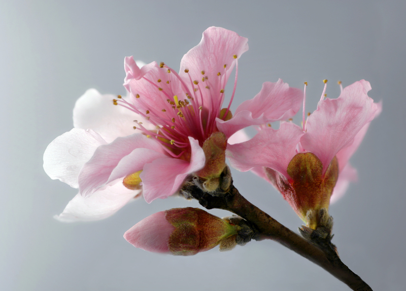 Looking Toward the Light FINAL.jpg :: Surecrop Nectarine Blossoms, Kingsville, Missouri, USA