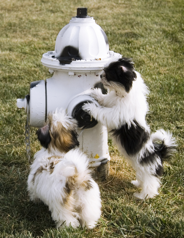 MaMa.jpg :: When Max (brown) and Maya (black) took a break from travelling, they thought this hydrant was their mama.  They are Shihtzu puppies owned by Brittany Goldschmidt, 111 Slazenger Ct., O'Fallon, Il 62269.  Taken in Kingdom City, Missouri
