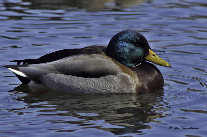 Mallard Duck.jpg :: Mallard Duck taken at Shawnee Mission Park, 7900 Renner, Shawnee, KS.