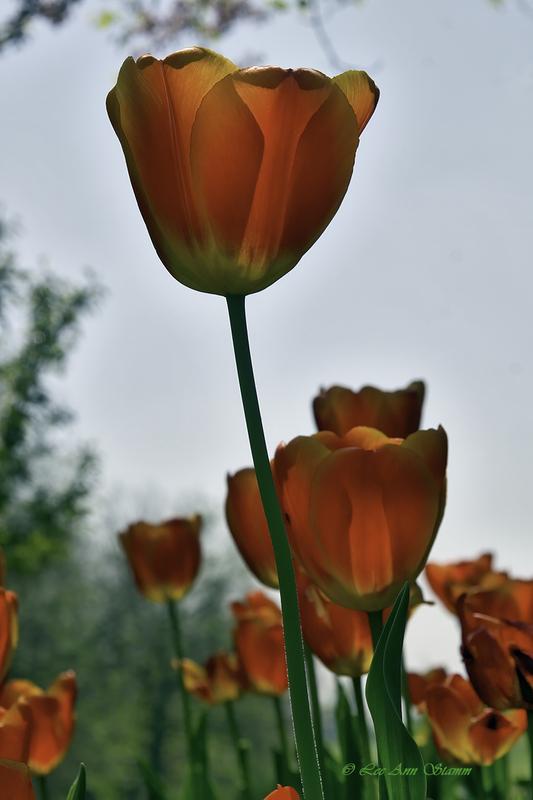 Red Yellow Tulip.jpg :: Tulips at Binkley Gardens in Topeka.  It was the annual Tulip Time Festival, Topeka, Kansas