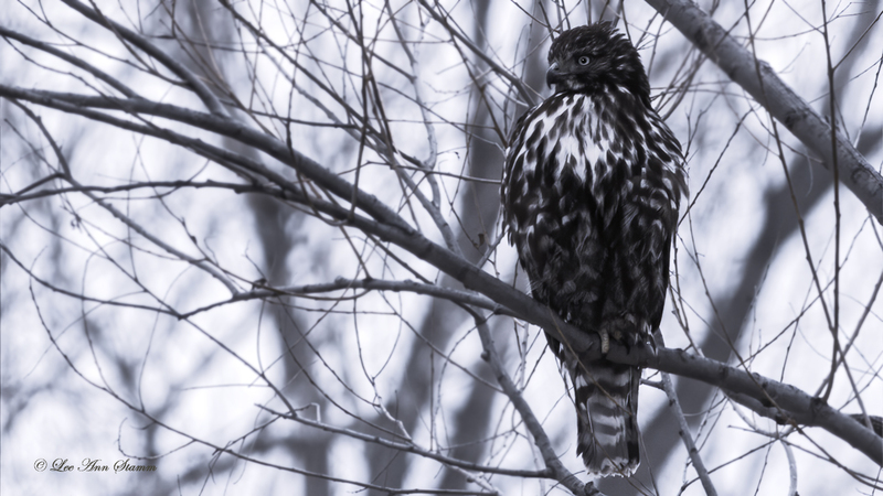 Red-Tailed Hawk -  Juvenile.jpg :: Red Tailed Hawk Juvenile at Squaw Creek National Wildlife Refuge in Mound City, Mo, USA, North America.  This is a bird of prey and feeds mostly on rodents.  It will catch other small mammals, insects, birds, amphibians, and reptiles.  DDT use in the 1950s and 1960s kill many of these birds, but since the ban of DDT, the Red Tailed Hawk has made an impressive comeback.