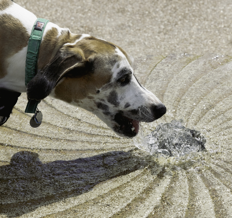 Refreshing Drink.jpg :: Annie is a Great Dane belonging to the photographer's family.  She is 6 years old.  Attending Dog's Day at Powell Gardens, Kingsville, Mo. she finally gets the refreshing drink she needed.