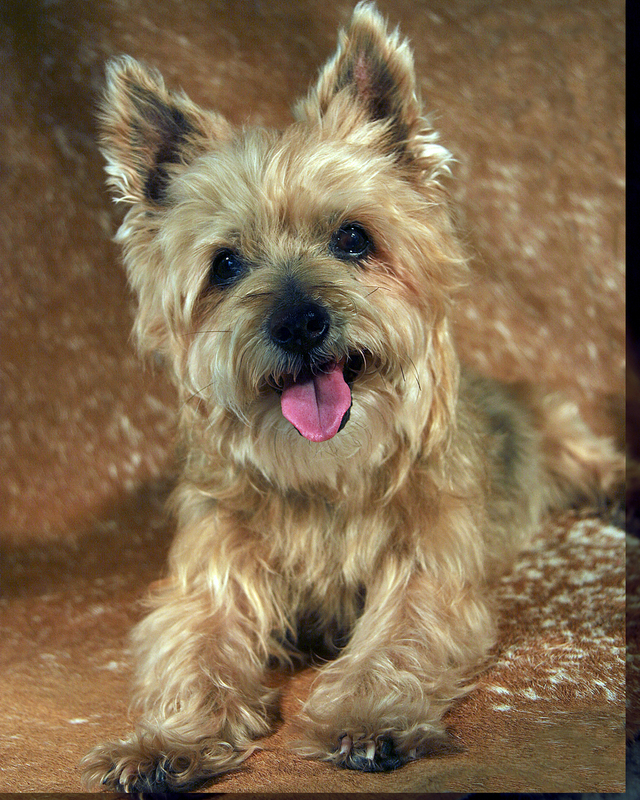 Say Cheese.jpg :: Crystal, a Silkie Terrier, was only two months from turning 18 years old when she posed for this photo.  She continued to be a happy and loving pet despite her age.
