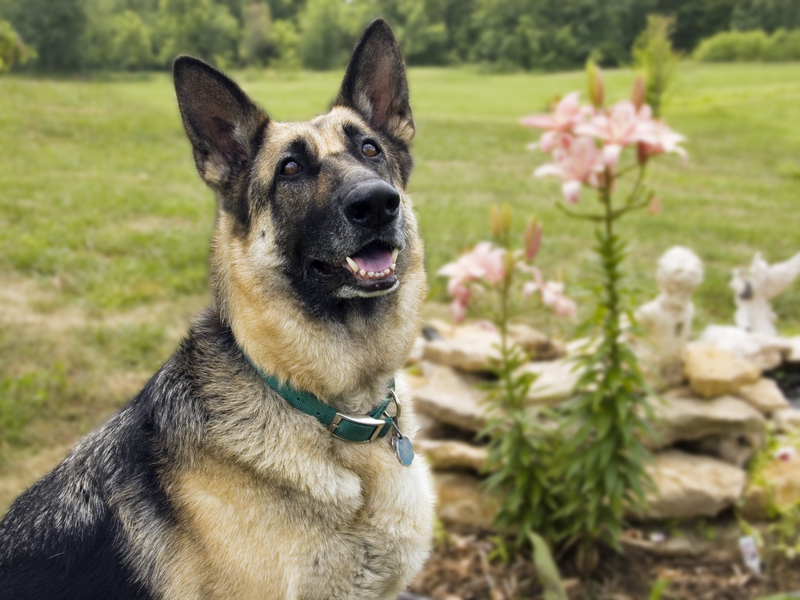 Shiloh the Shepherd.jpg :: Shiloh the German Sheherd By Garden Too, Kingsville, Missouri, USA, North America