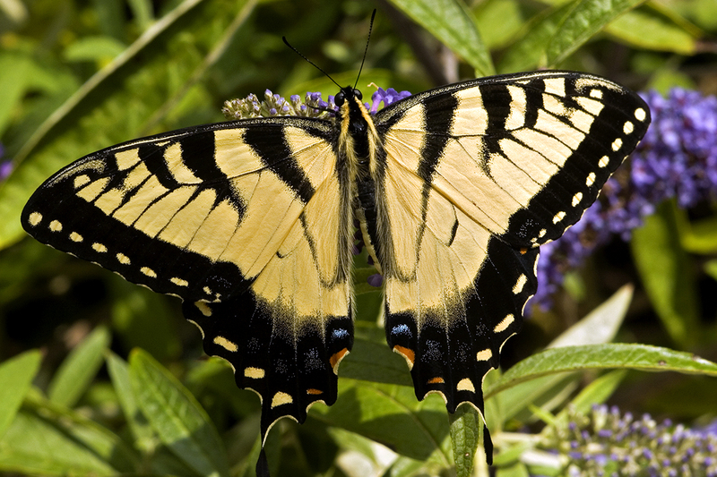 Tiger Swallowtail Butterfly.jpg :: Butterfly Exhibit at Powell Gardens, 1609 NW US Highway 50, Kingsville, Missouri, USA, August 16, 2007.Eastern Tiger Swallowtail; Papilio glaucus; http://en.wikipedia.org/wiki/Eastern_tiger_swallowtail; http://creatures.ifas.ufl.edu/bfly/tiger_swallowtail.htm; http://www.rlephoto.com/butterflies/swallowtail_et01.html