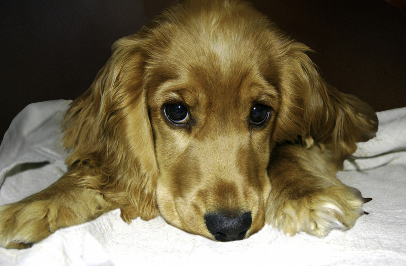 Too Cute.jpg :: Lacie is a Cocker Spanielle puppy.  She is full of love and energy.  She belongs to Laura and Kelly Kerns