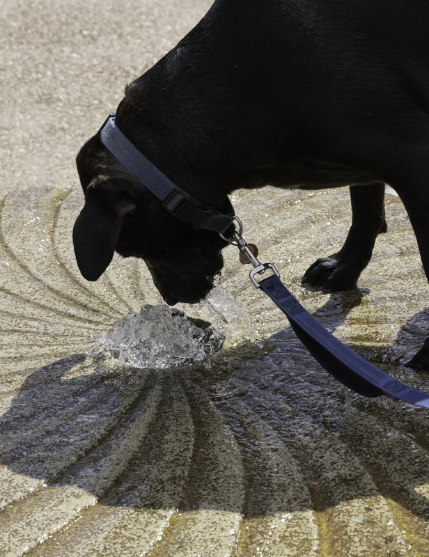 What is This.jpg :: Phoebe belongs to Pat and Penny James of Lone Jack, Mo.   She was attending Dog's Day at Powell Gardens, Kingsville, Mo. she finally gets the refreshing drink she needed.